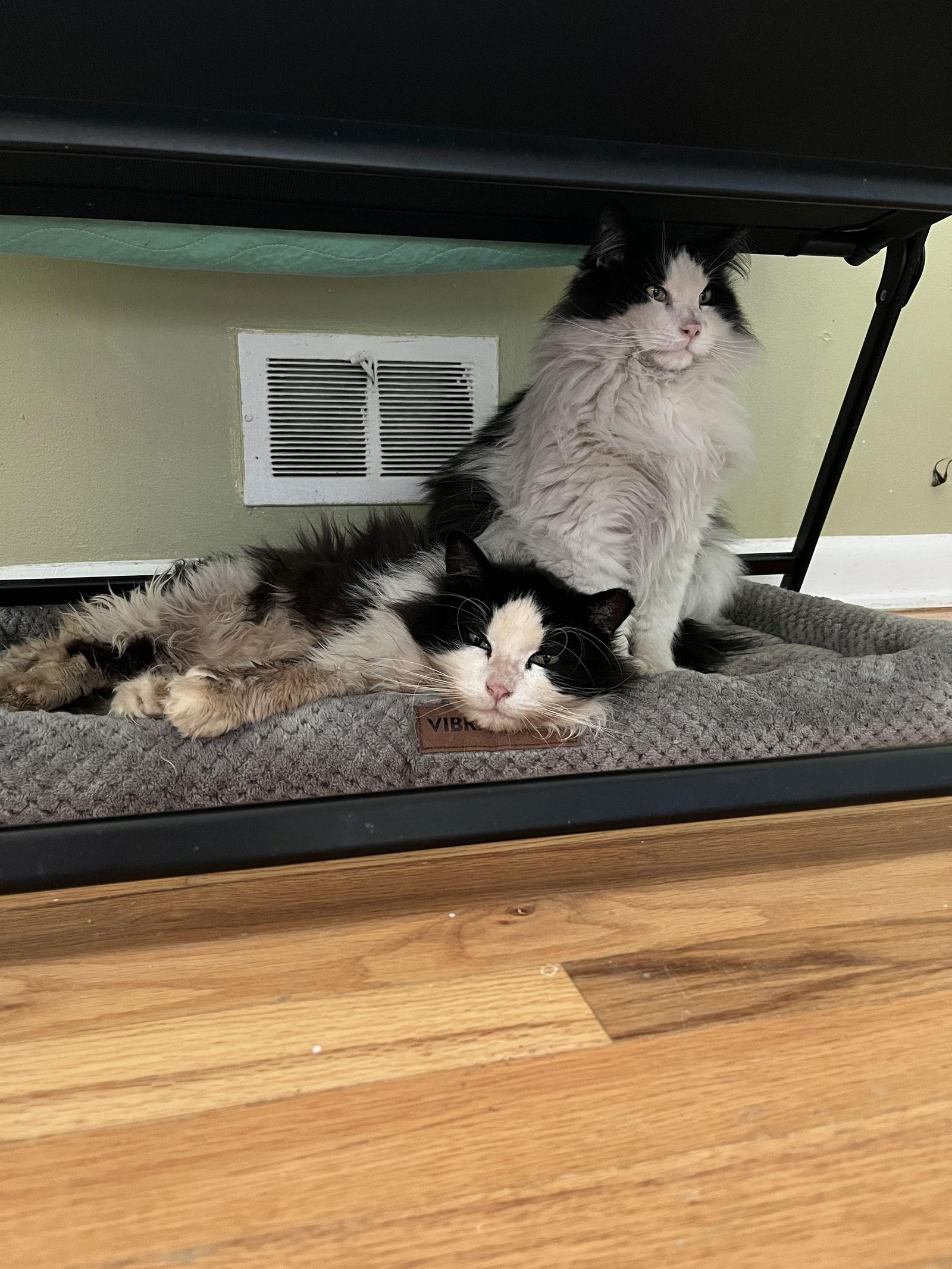 Enlarge Crossandra + Lobelia, a Adoptable Domestic Long Hair in Aurora, CO image 1/3