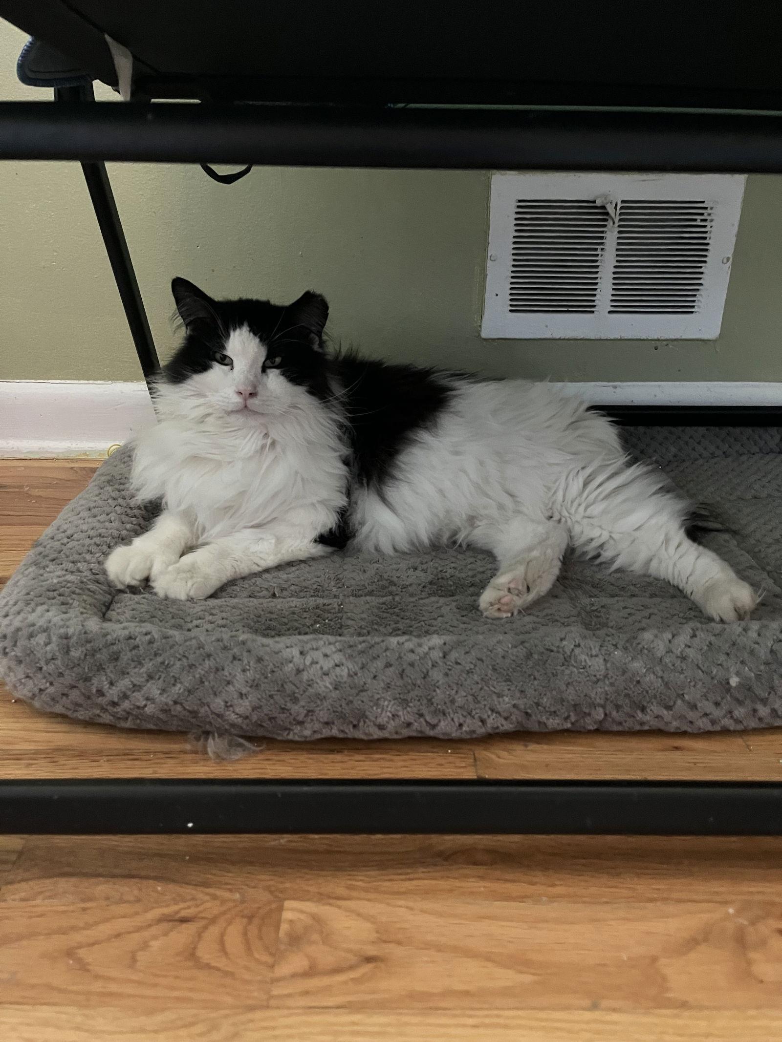 Enlarge Crossandra + Lobelia, a Adoptable Domestic Long Hair in Aurora, CO image 2/3