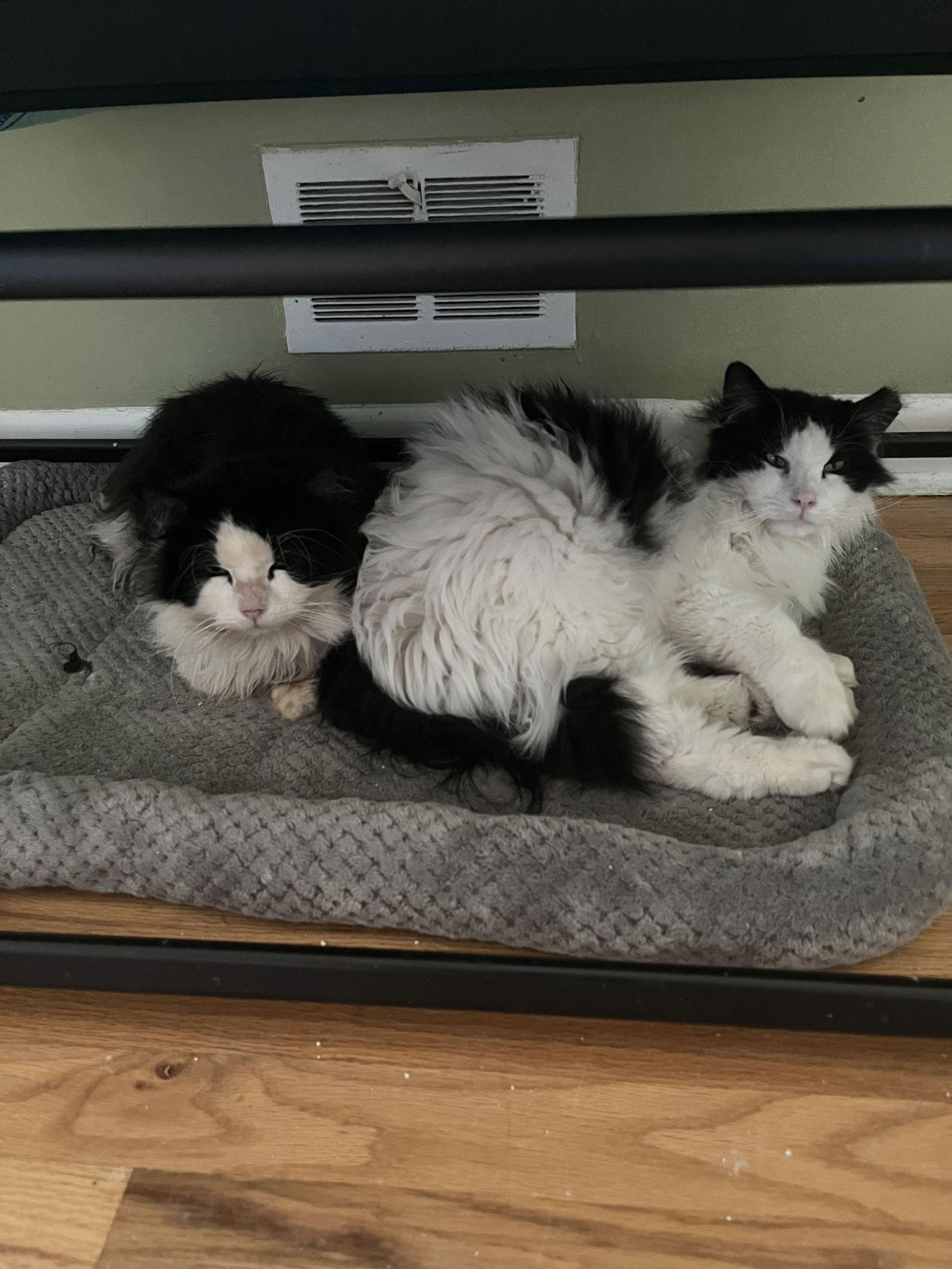 Enlarge Crossandra + Lobelia, a Adoptable Domestic Long Hair in Aurora, CO image 3/3