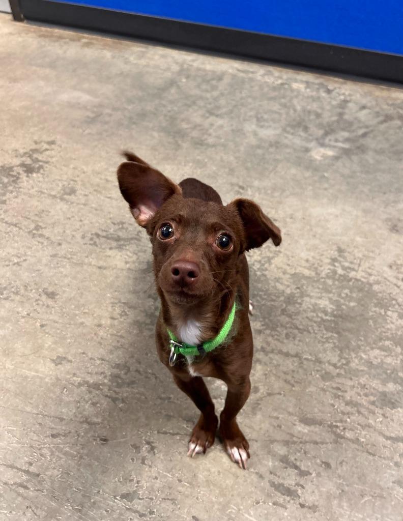Chip, Adoptable, Puppy Male Chihuahua.