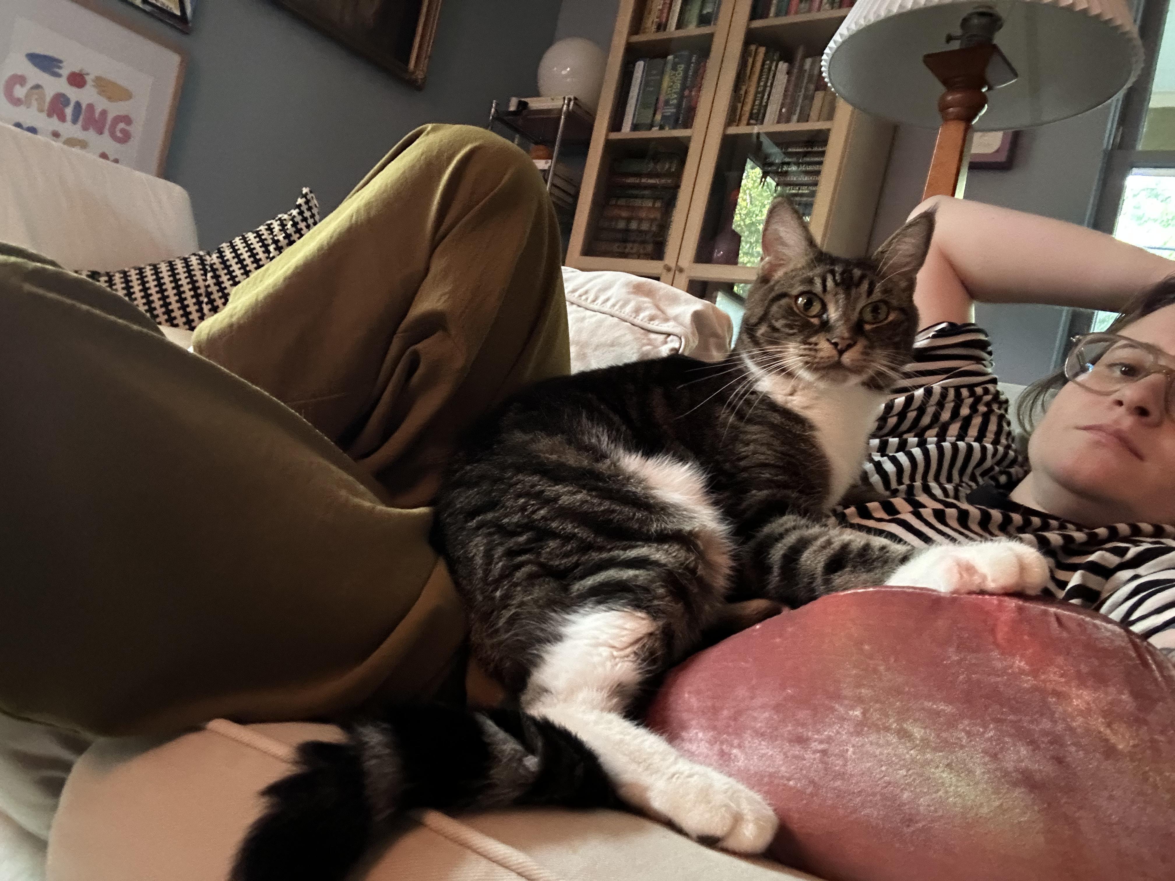Enlarge Socks, a Adoptable Domestic Short Hair in Avondale Estates, GA image 3/5