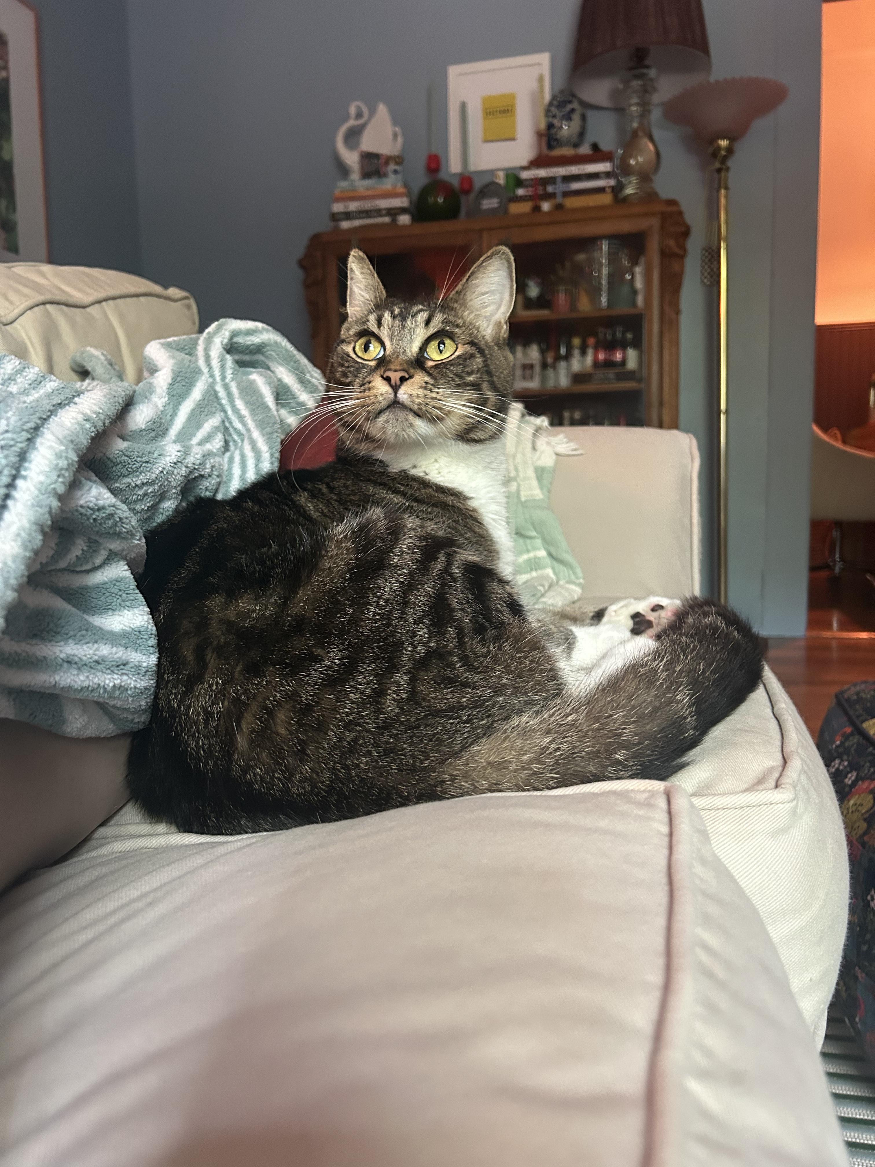 Enlarge Socks, a Adoptable Domestic Short Hair in Avondale Estates, GA image 4/5