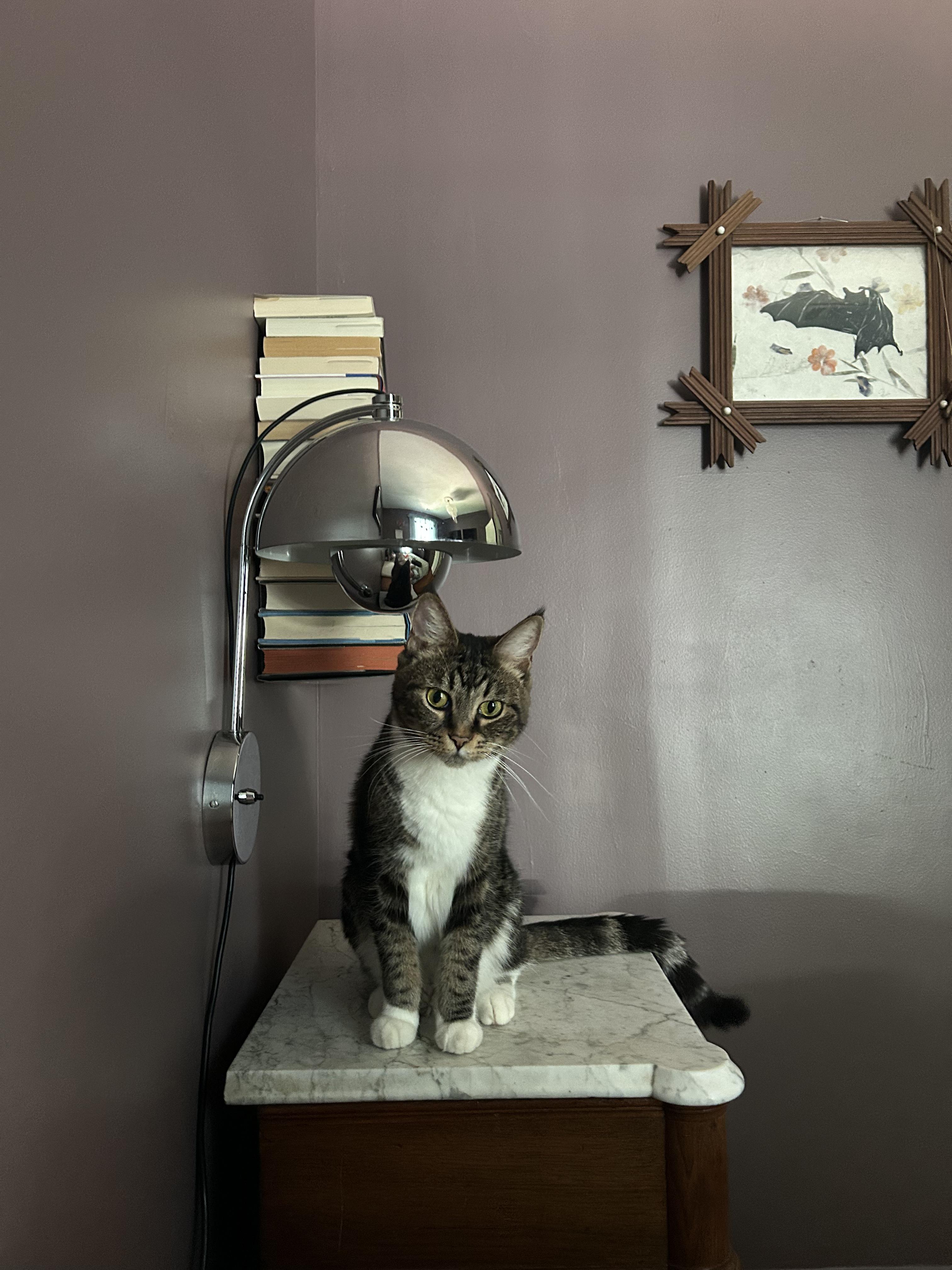 Enlarge Socks, a Adoptable Domestic Short Hair in Avondale Estates, GA image 5/5
