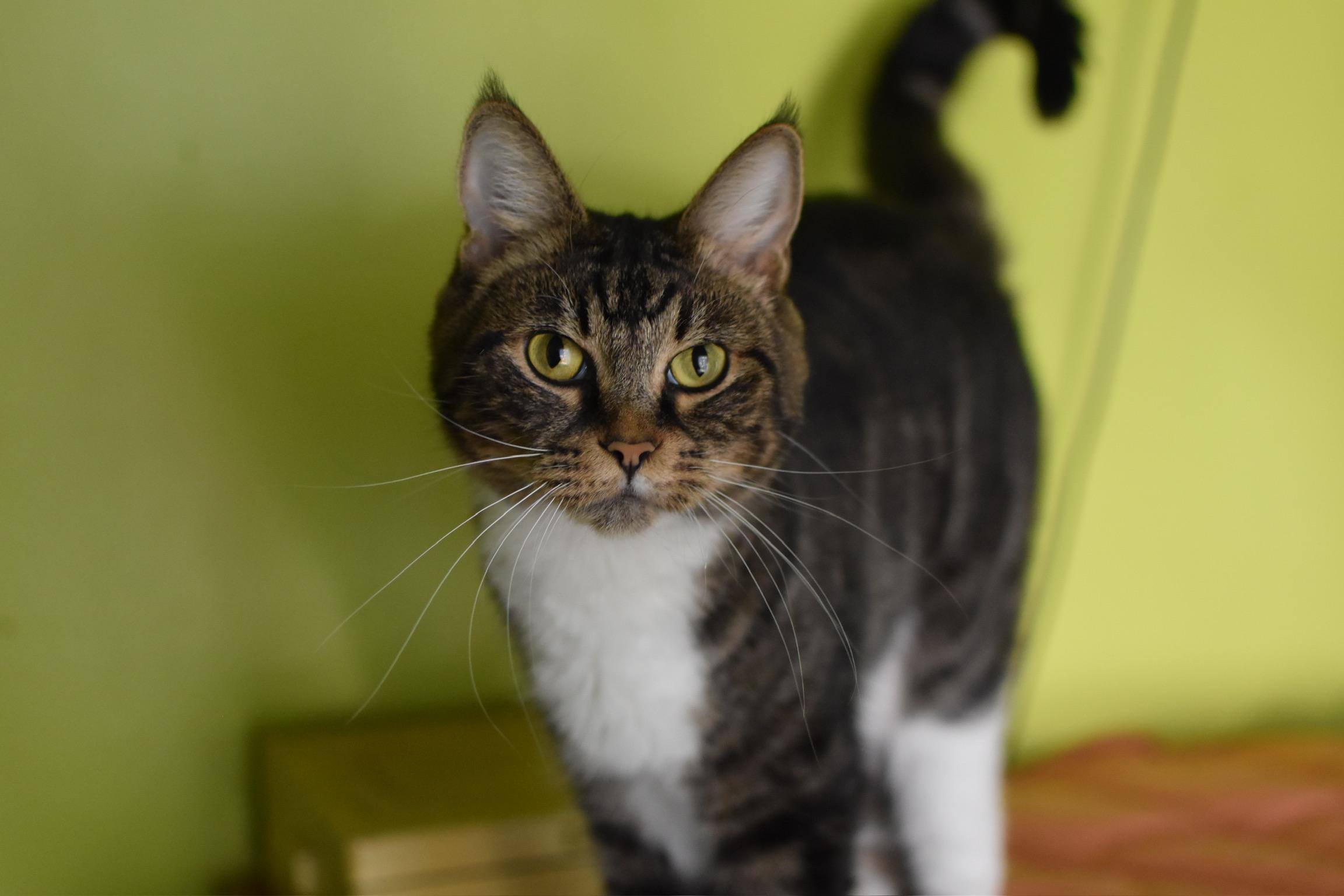 Socks, Adoptable, Young Male Domestic Short Hair.