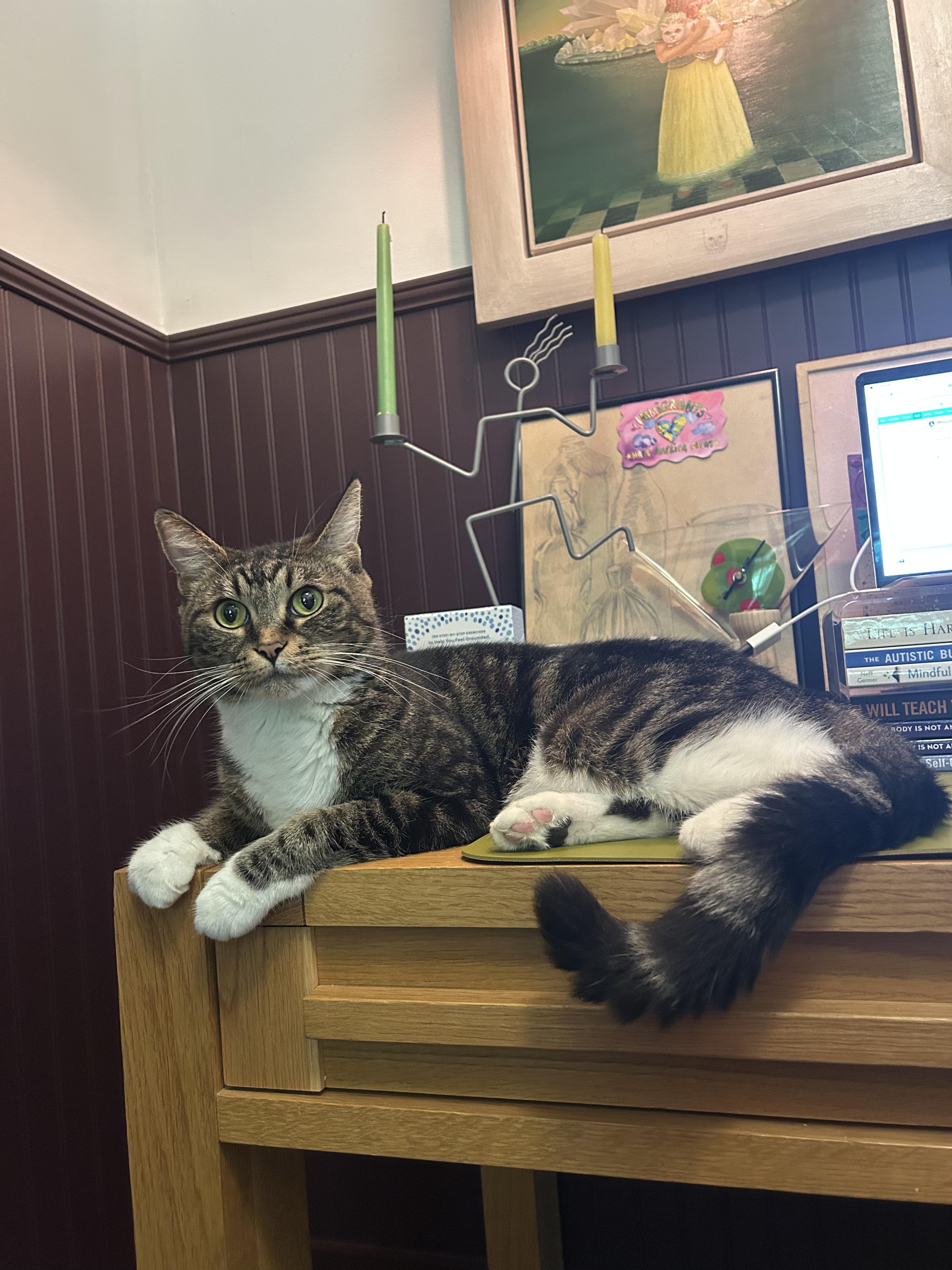Enlarge Socks, a Adoptable Domestic Short Hair in Avondale Estates, GA image 2/5