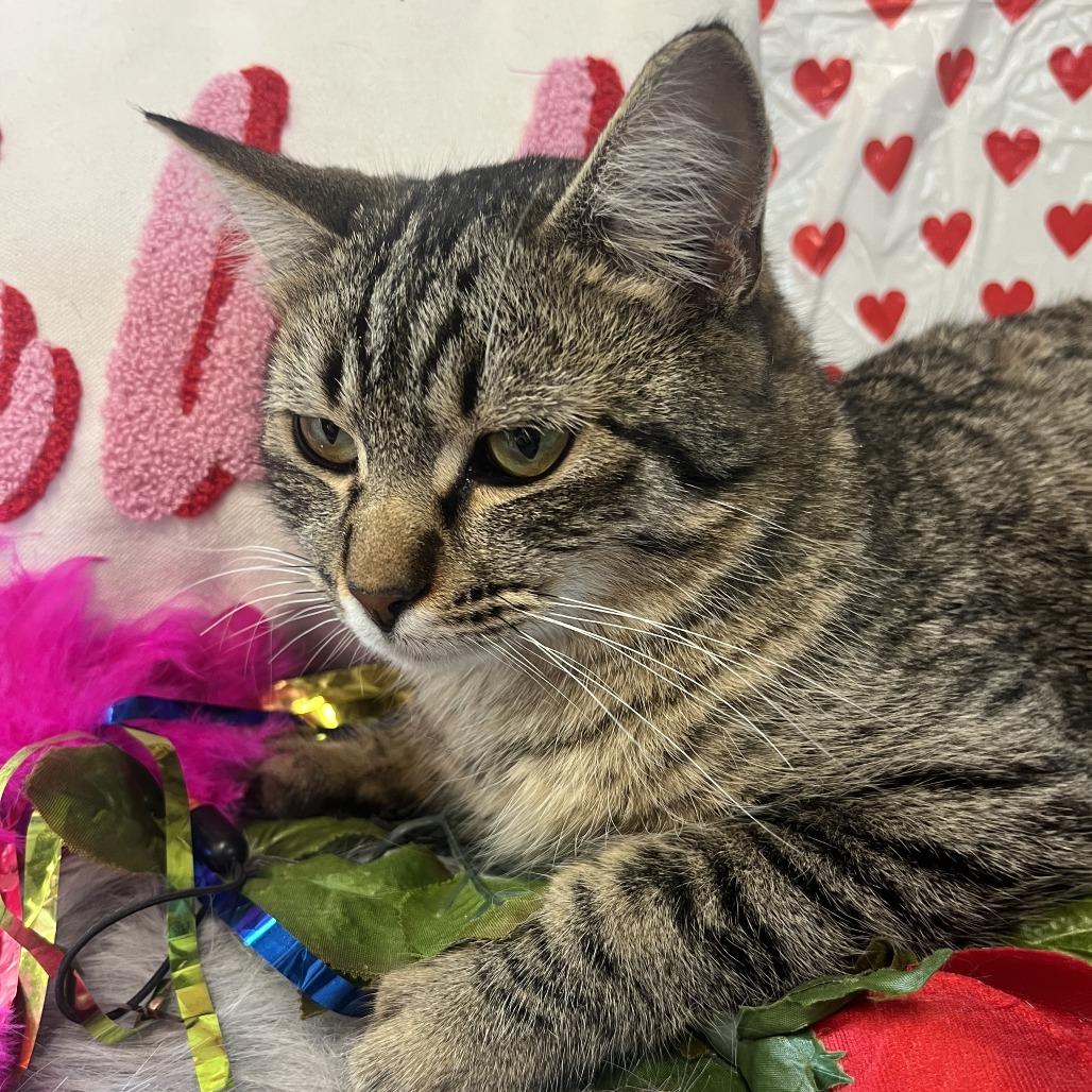 Toby, Adoptable, Adult Male Domestic Short Hair.