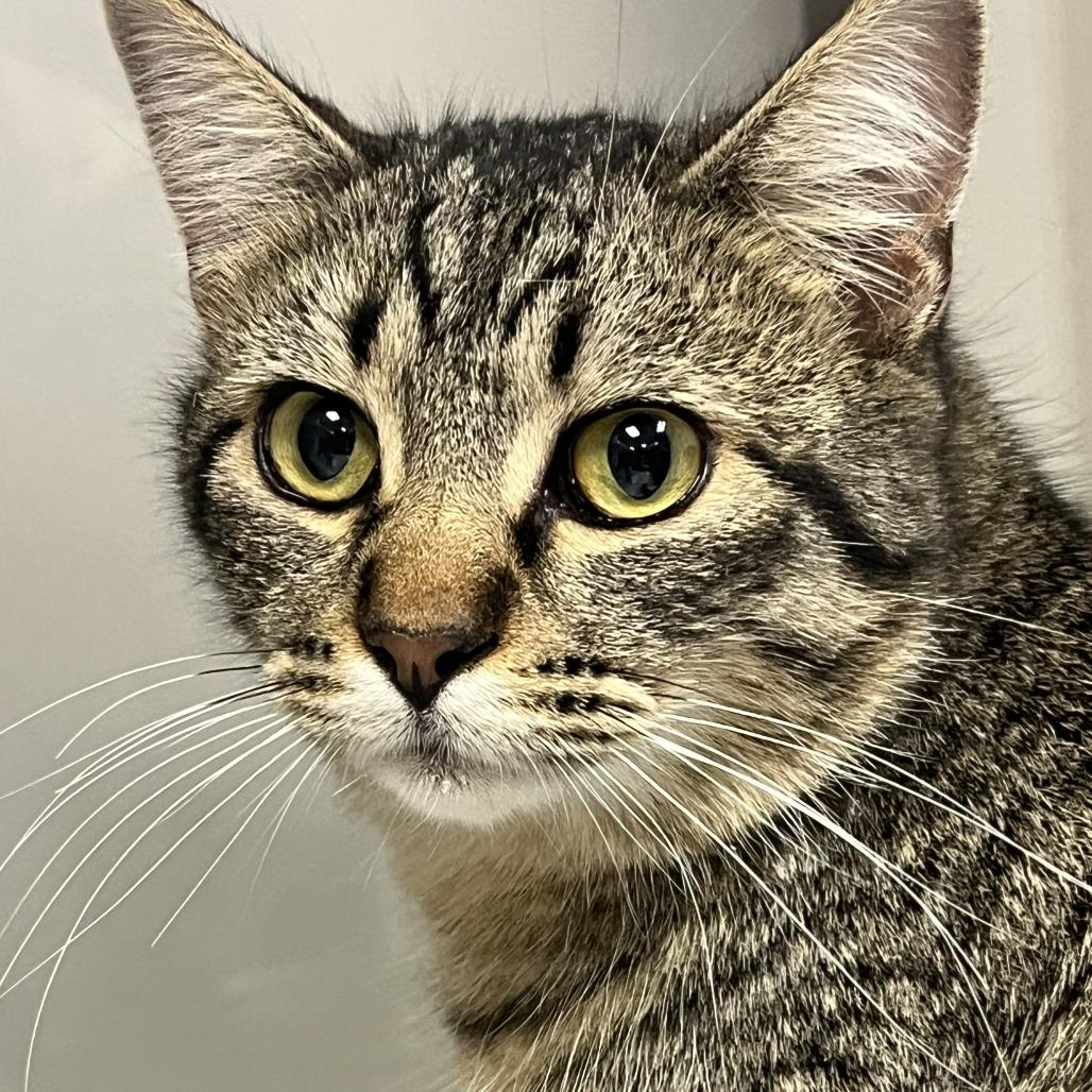 Enlarge Toby, a Adoptable Domestic Short Hair in Carroll, IA image 2/6