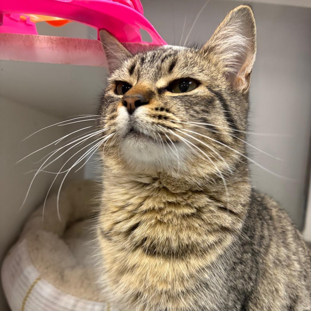 Enlarge Toby, a Adoptable Domestic Short Hair in Carroll, IA image 3/6