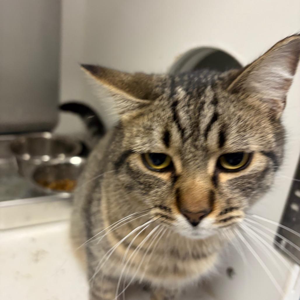 Enlarge Toby, a Adoptable Domestic Short Hair in Carroll, IA image 4/6