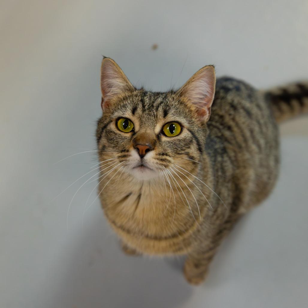 Enlarge Toby, a Adoptable Domestic Short Hair in Carroll, IA image 5/6