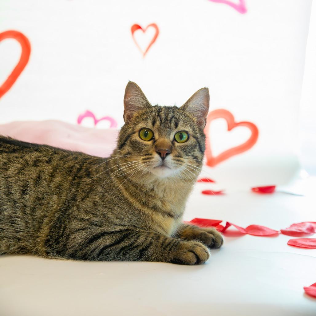 Enlarge Toby, a Adoptable Domestic Short Hair in Carroll, IA image 6/6