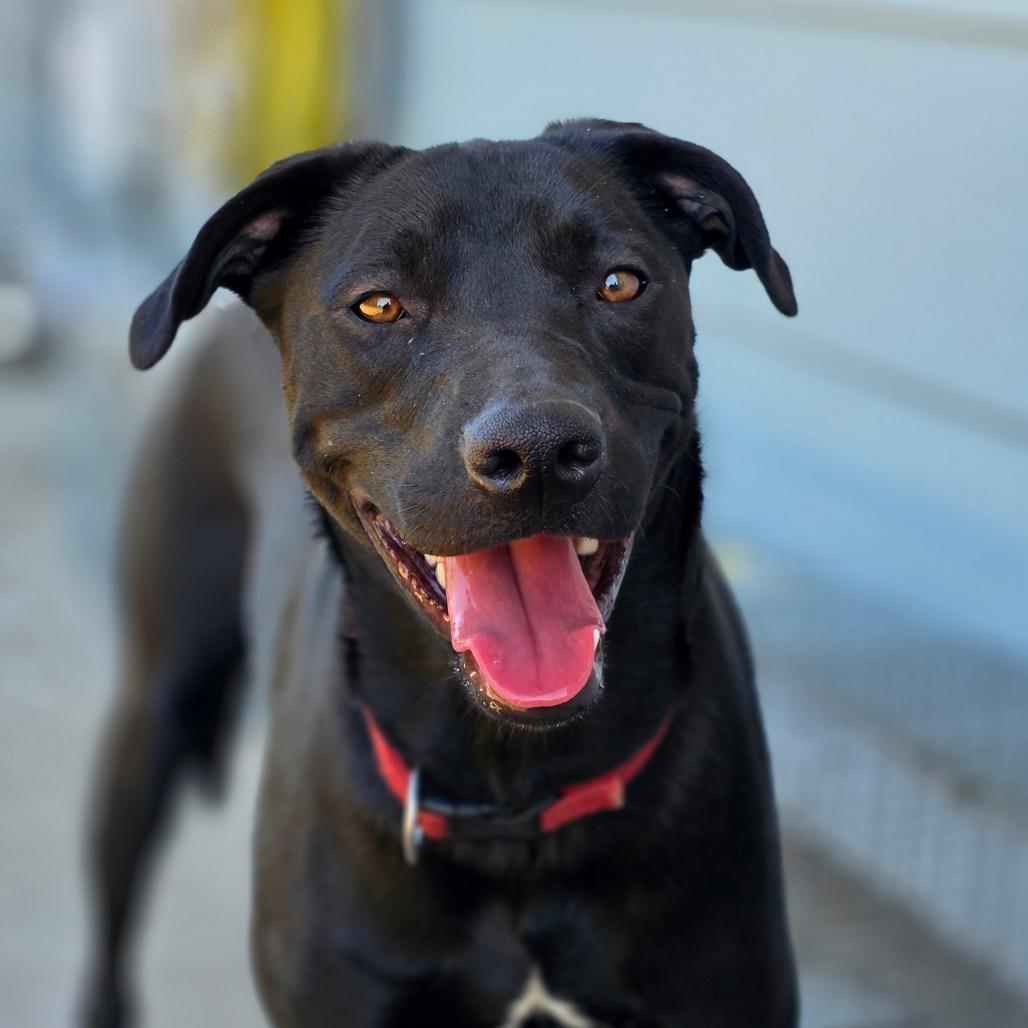 Mercedes Benz, Adoptable, Young Female Black Labrador Retriever & Mixed Breed.