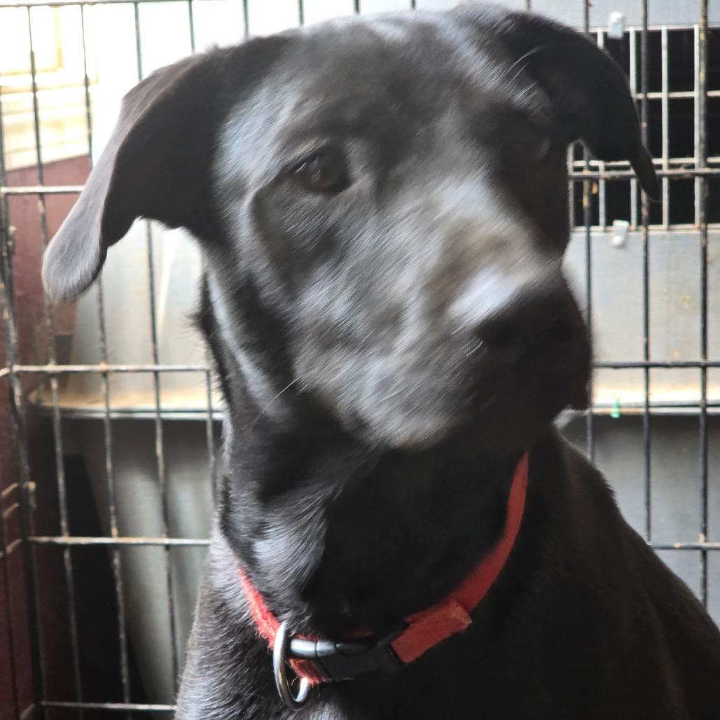 Enlarge Mercedes Benz, a Adoptable mixed breed in Klamath Falls, OR image 2/2