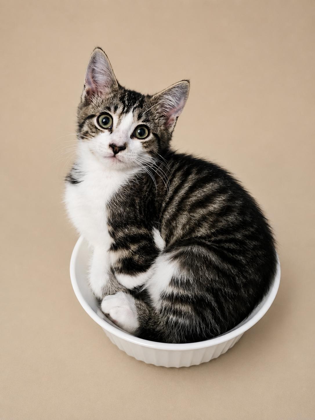 Enlarge Chunky Monkey, an adopted Tabby in Richmond, VA image 1/1