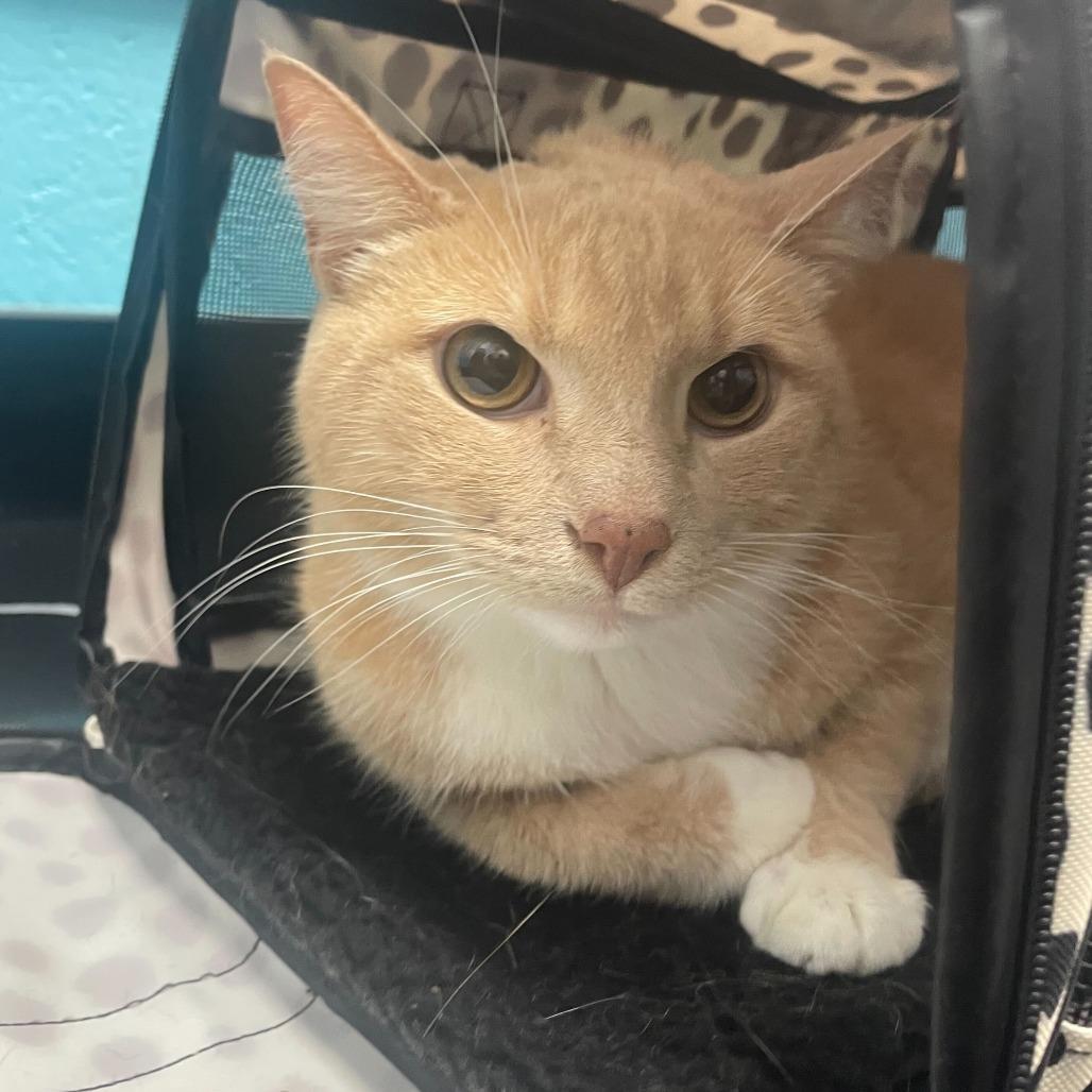 Pumpkin, Adoptable, Adult Male Domestic Short Hair.