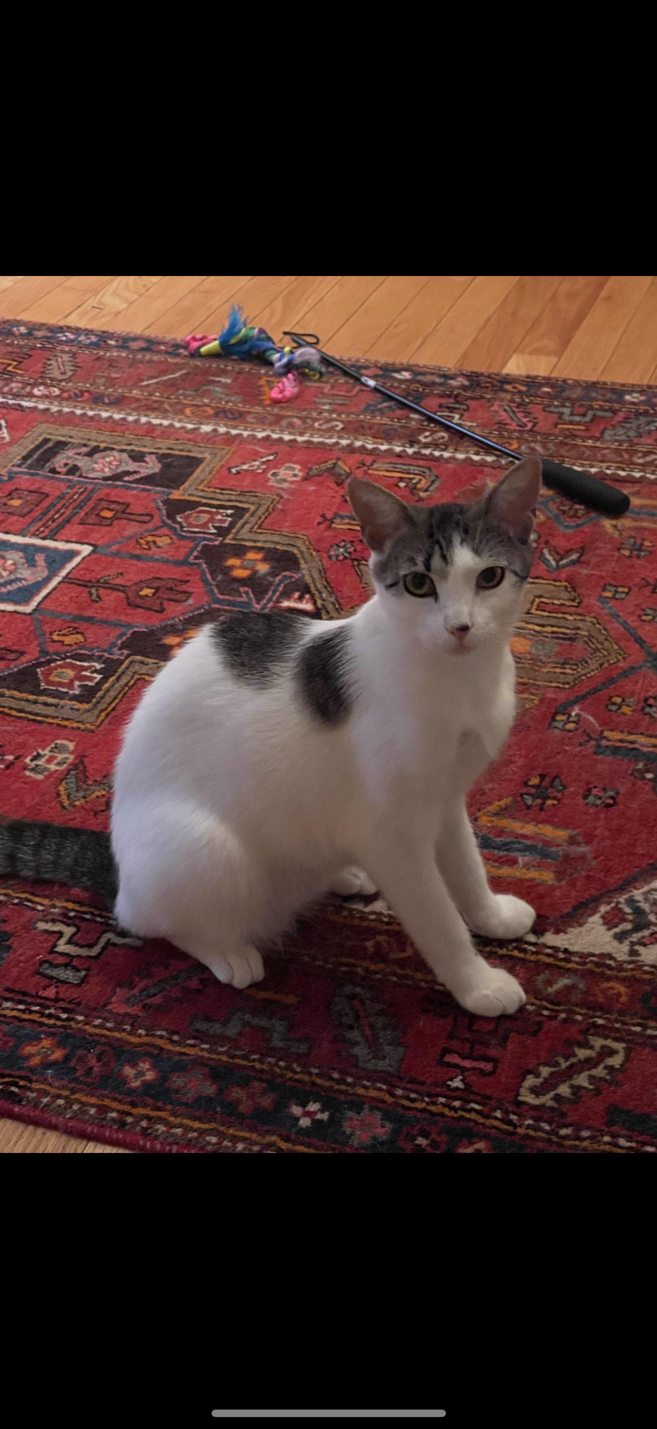 Ailana, a Adoptable Domestic Short Hair in Nutley, NJ image 1/4