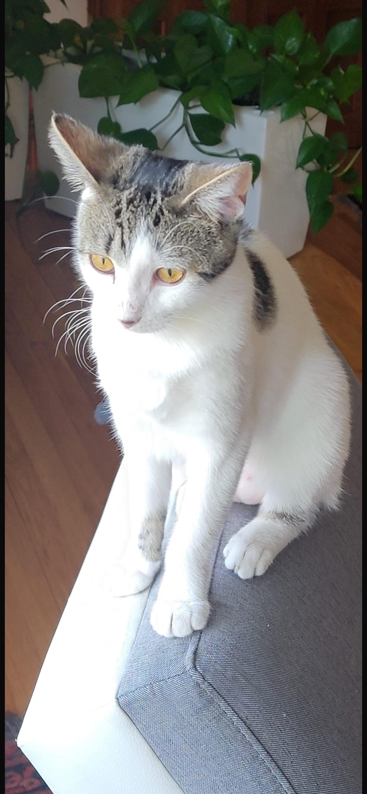 Ailana, Adoptable, Young Female Domestic Short Hair.