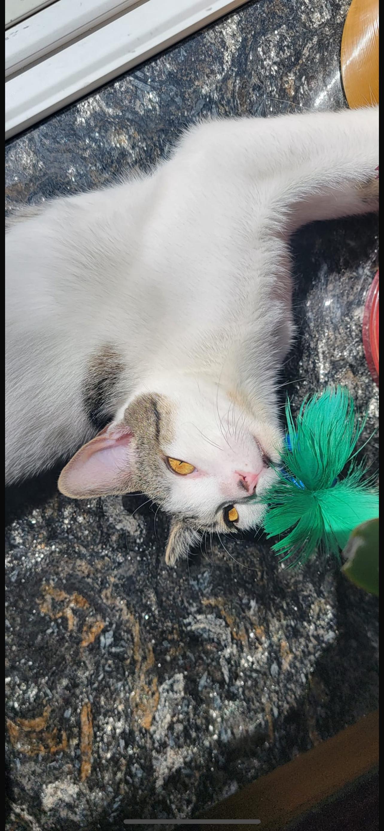 Ailana, a Adoptable Domestic Short Hair in Nutley, NJ image 3/4