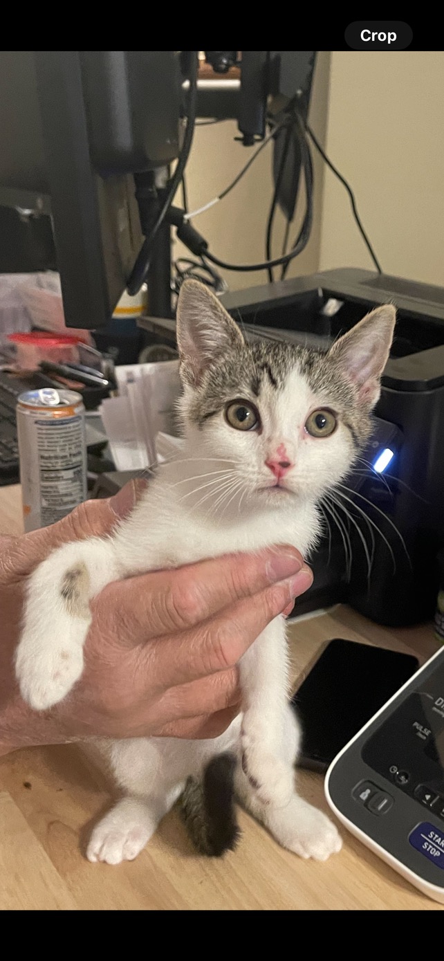 Ailana, a Adoptable Domestic Short Hair in Nutley, NJ image 4/4