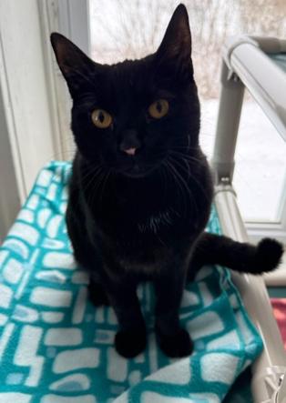 Enlarge Brooke, a Adoptable Domestic Short Hair in Greensburg, PA image 3/4