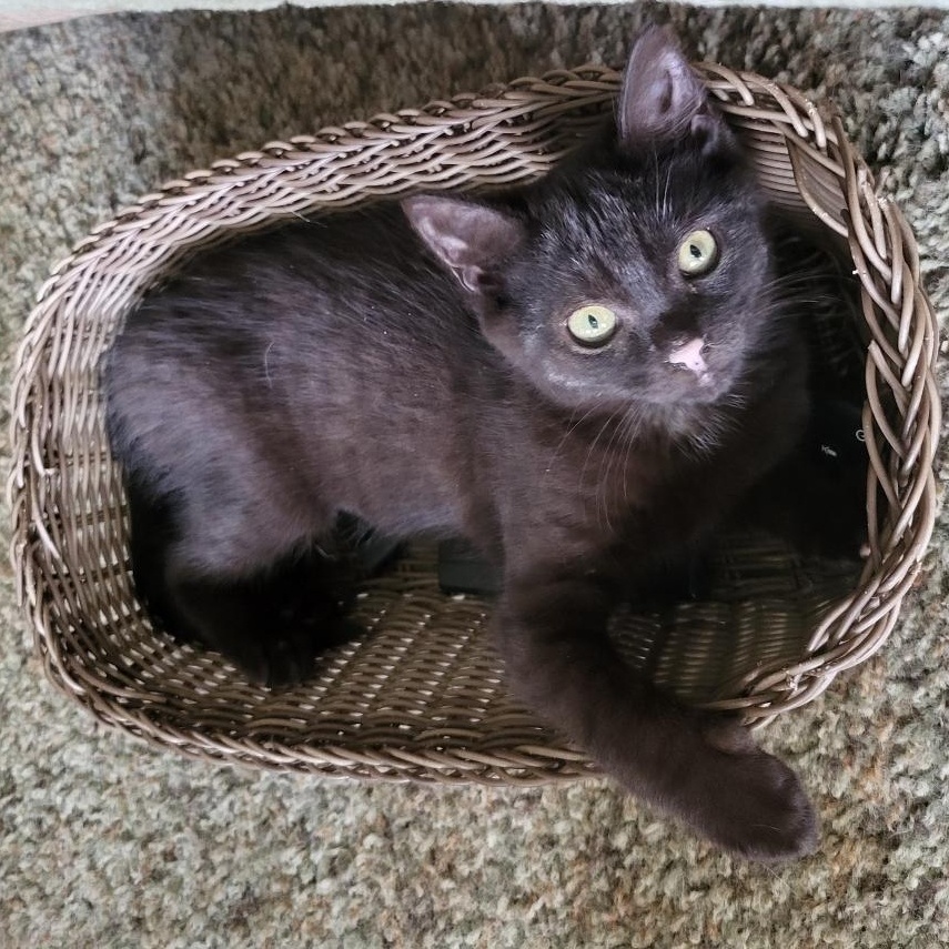 Enlarge Brooke, a Adoptable Domestic Short Hair in Greensburg, PA image 1/1