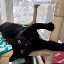 Enlarge Brooke, a Adoptable Domestic Short Hair in Greensburg, PA image 2/4