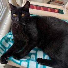 Enlarge Brooke, a Adoptable Domestic Short Hair in Greensburg, PA image 4/4