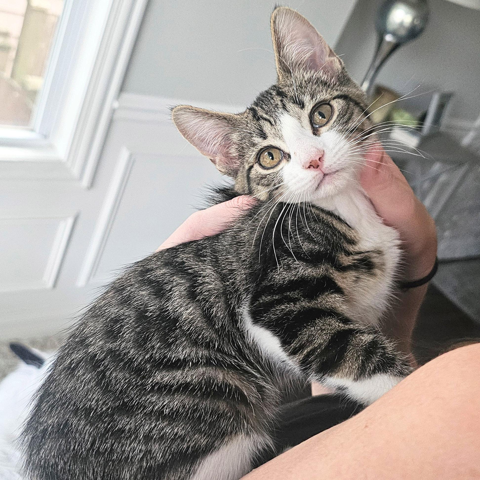 Lulu