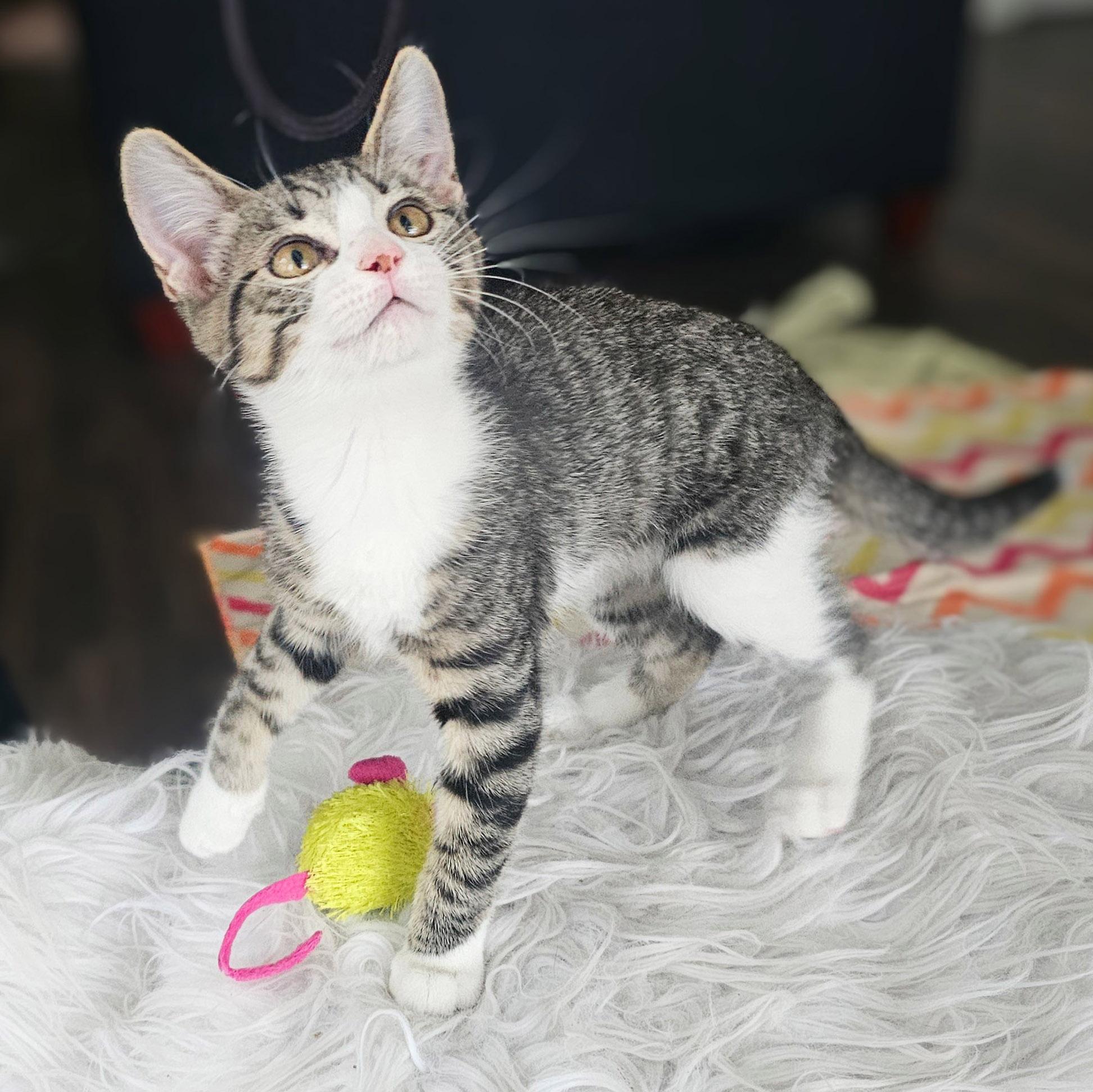 Lulu