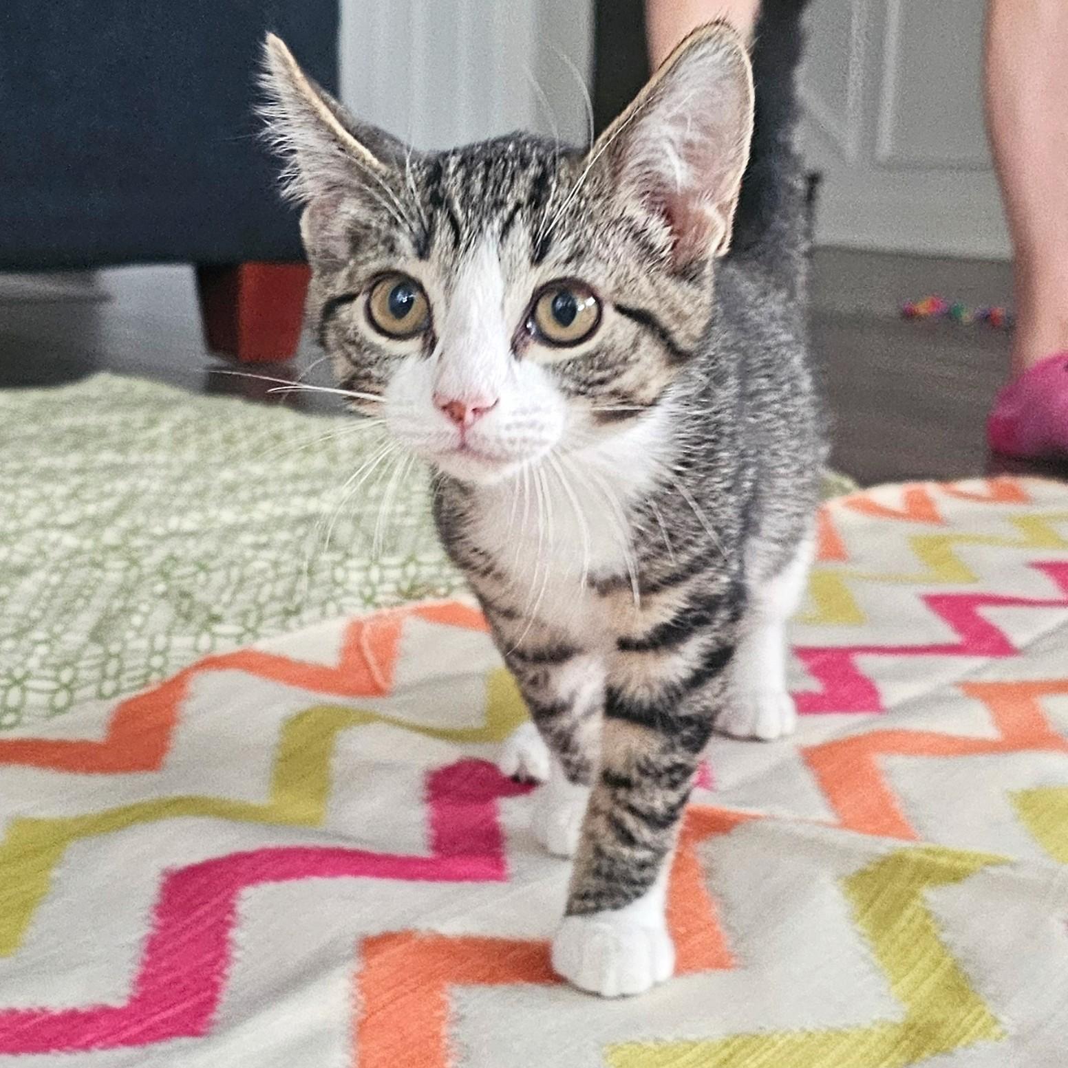 Lulu