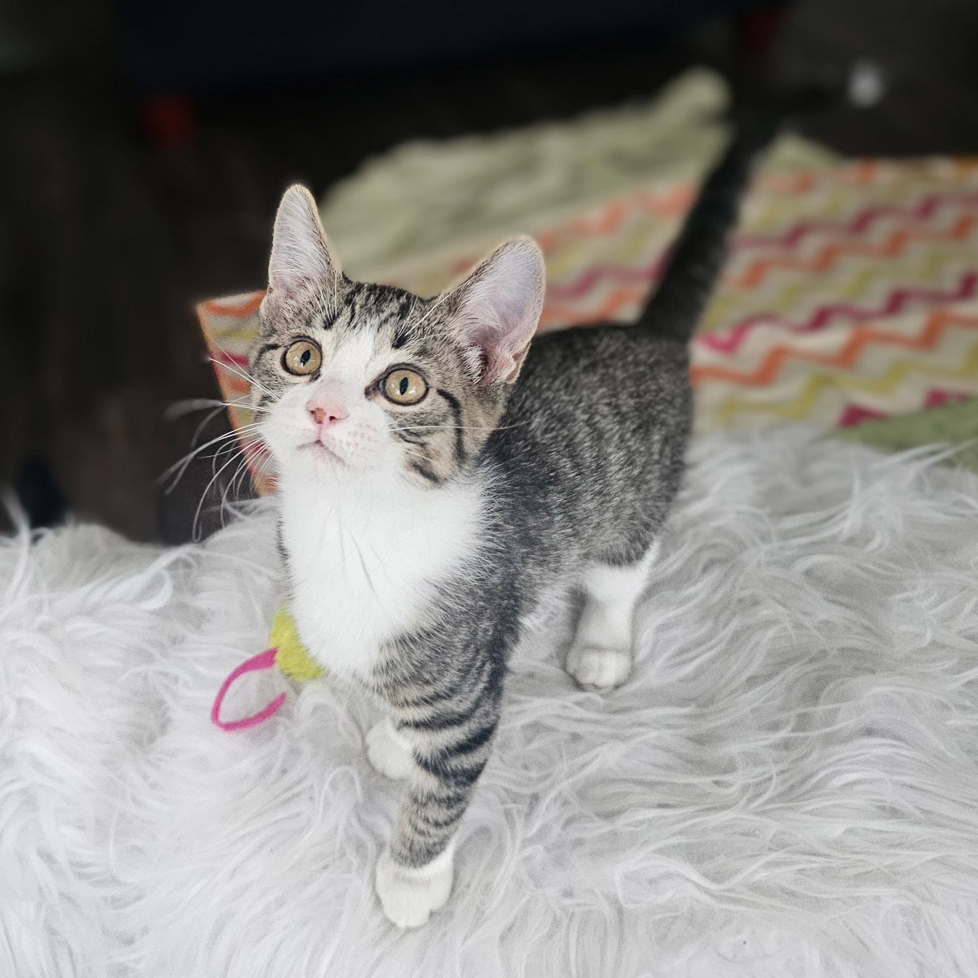 Lulu