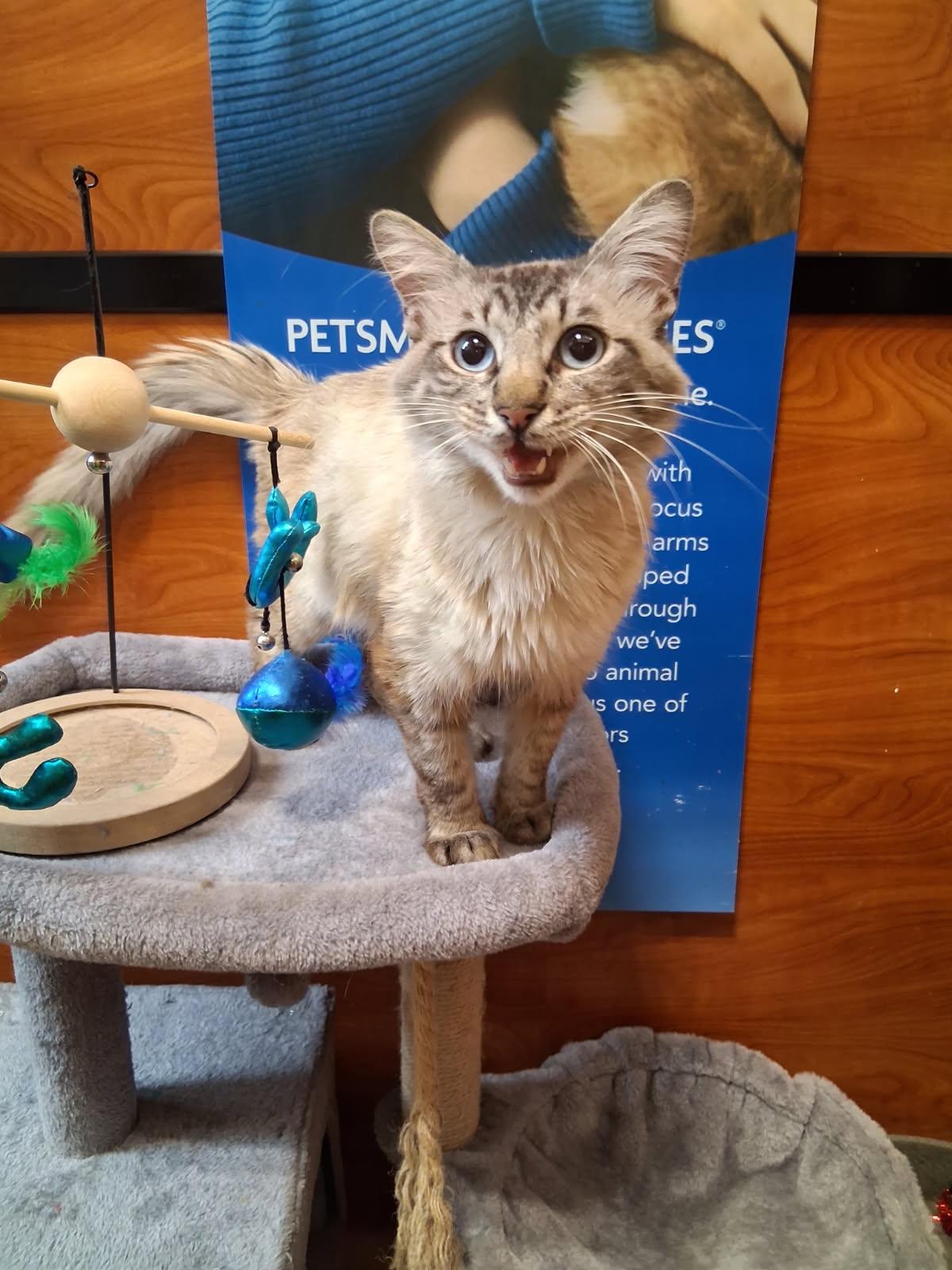 Enlarge Hot Mocha, a Adoptable Domestic Long Hair in Rowlett, TX image 1/2