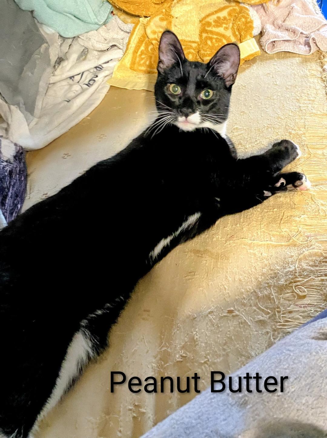 Peanut Butter, a Adoptable Domestic Short Hair in Binghamton, NY image 2/2