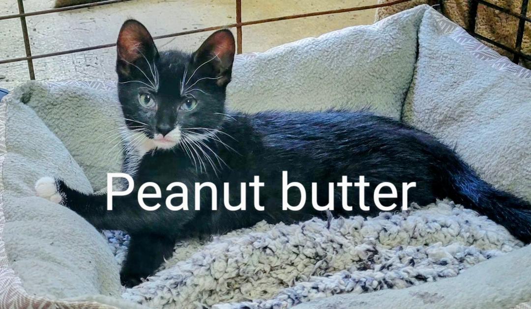 Peanut Butter, a Adoptable Domestic Short Hair in Binghamton, NY image 1/2
