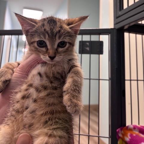 Maple (26-9663), Adoptable, Kitten Female Domestic Short Hair.