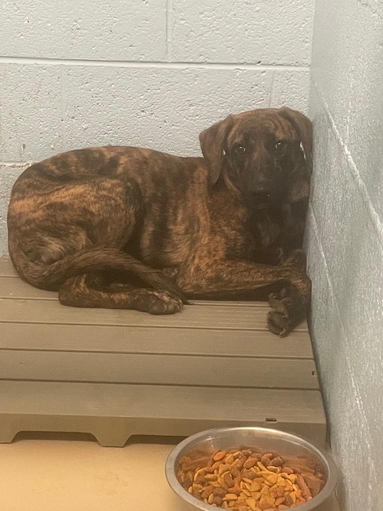 Smoky, a Adoptable mixed breed in Blountville, TN image 1/2