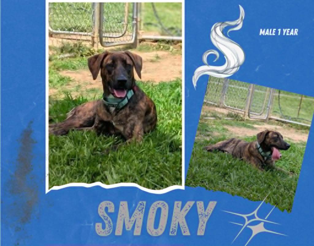 Smoky, a Adoptable mixed breed in Blountville, TN image 2/2