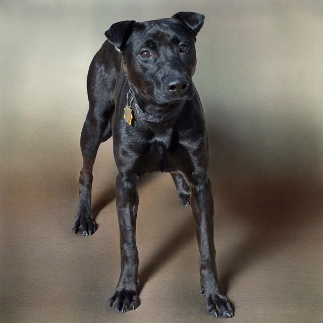 Enlarge DASHI, a Adoptable mixed breed in Saint Louis, MO image 1/1