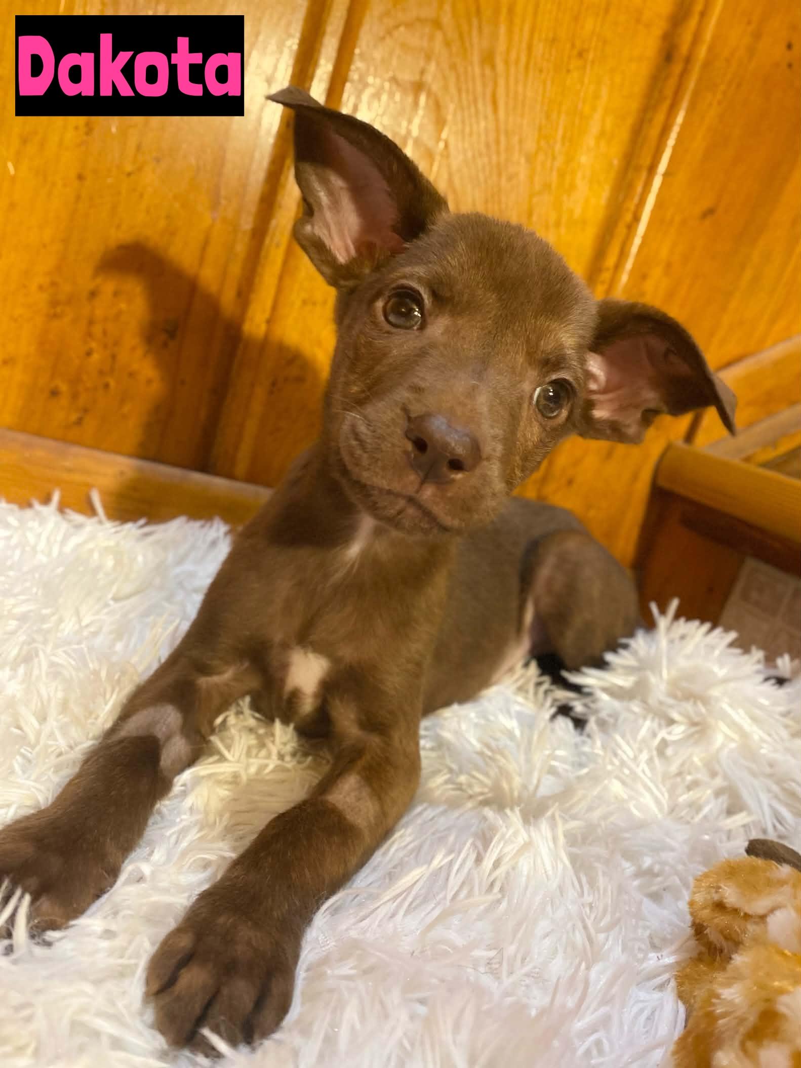 Dakota, adopted, Puppy Female Mixed Breed.
