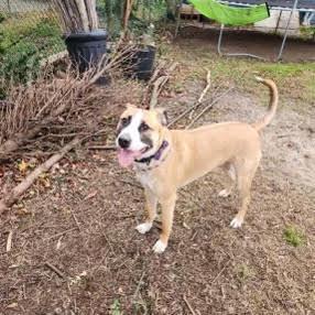 Cooper, Adoptable, Young Male Belgian Shepherd / Malinois.
