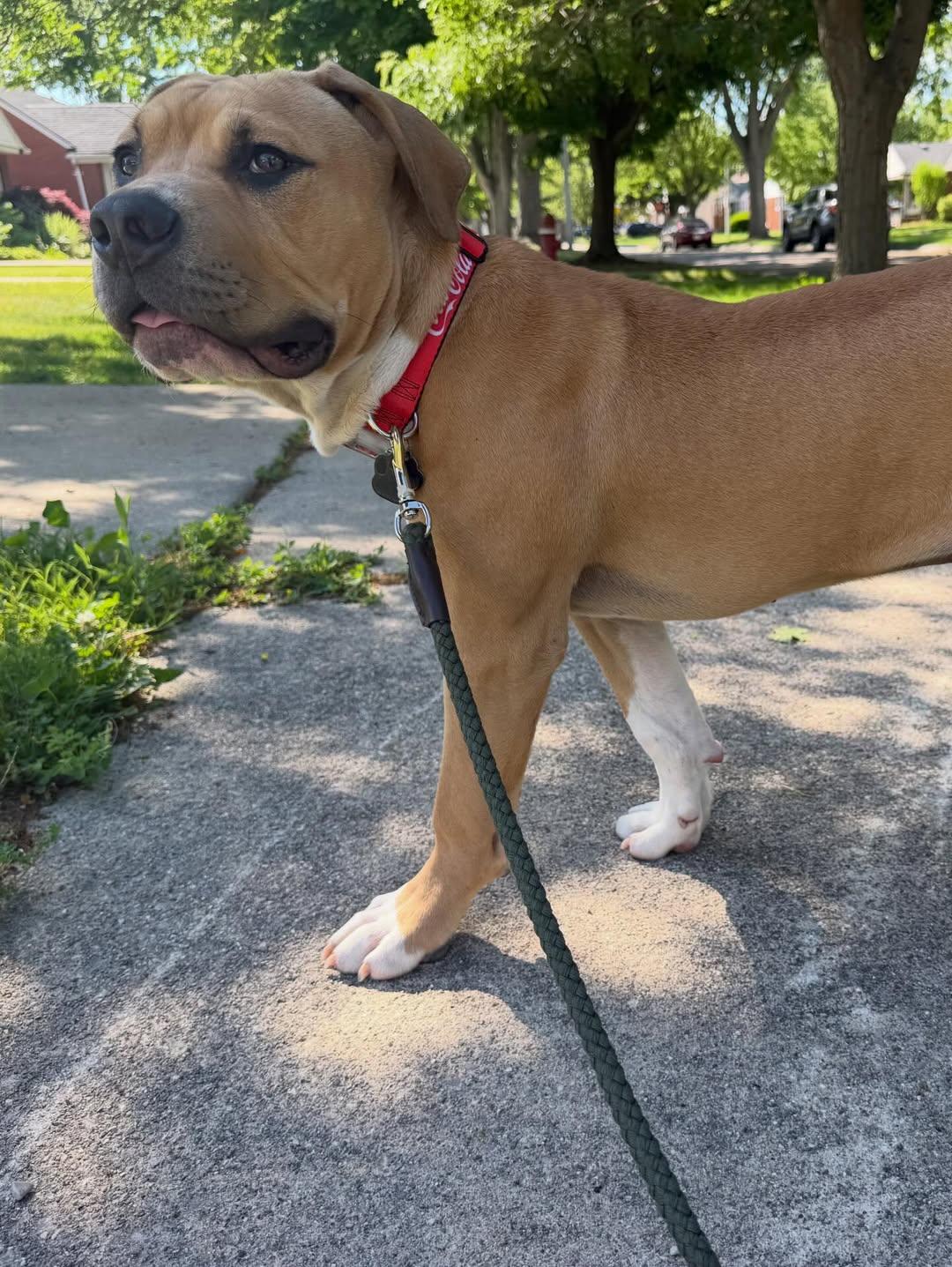 Jagger, an adopted mixed breed in Detroit, MI image 4/4