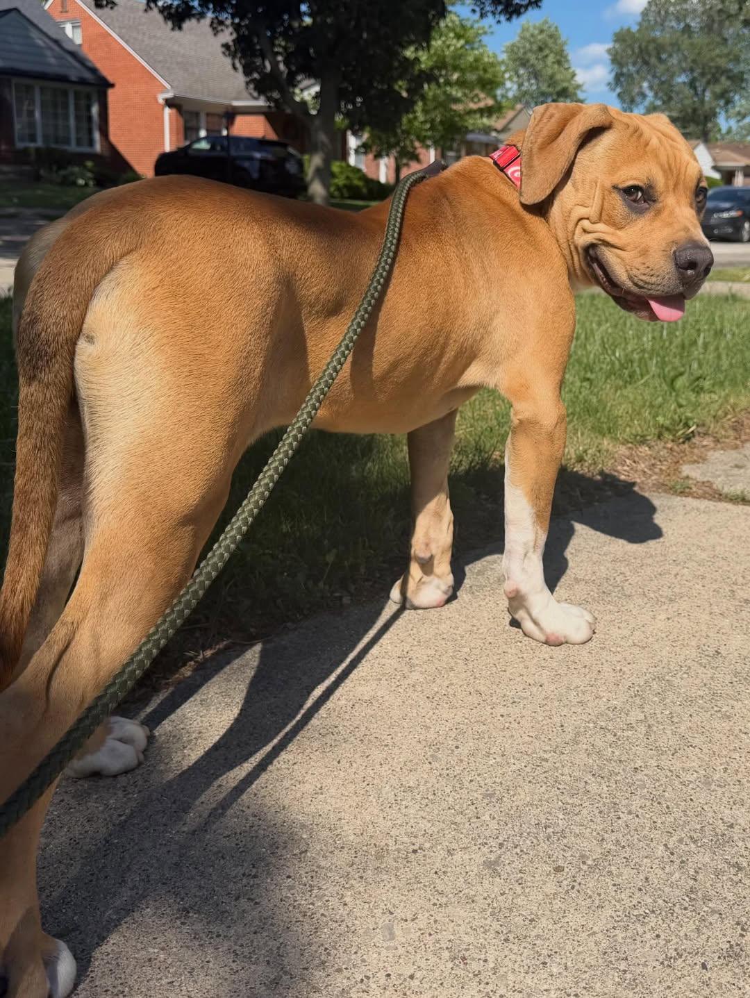 Jagger, adopted, Young Male American Staffordshire Terrier.