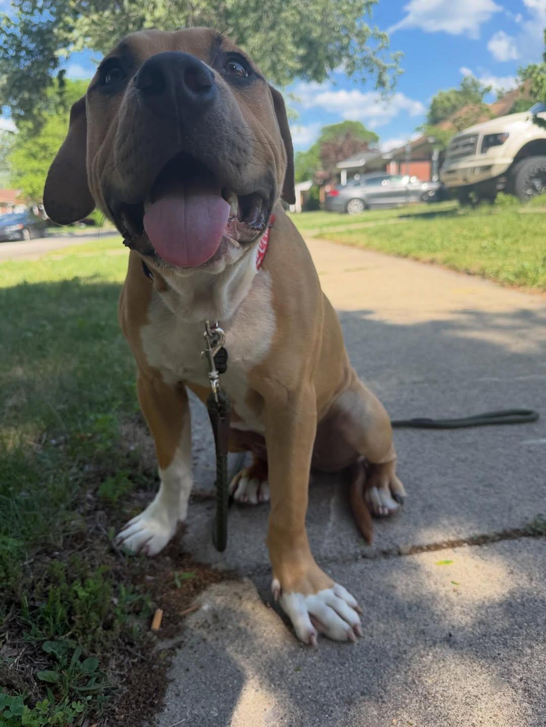 Jagger, an adopted mixed breed in Detroit, MI image 3/4