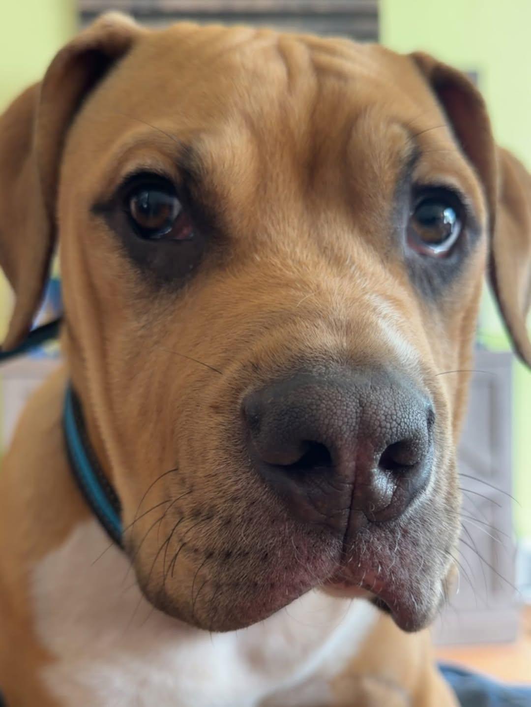 Jagger, an adopted mixed breed in Detroit, MI image 2/4