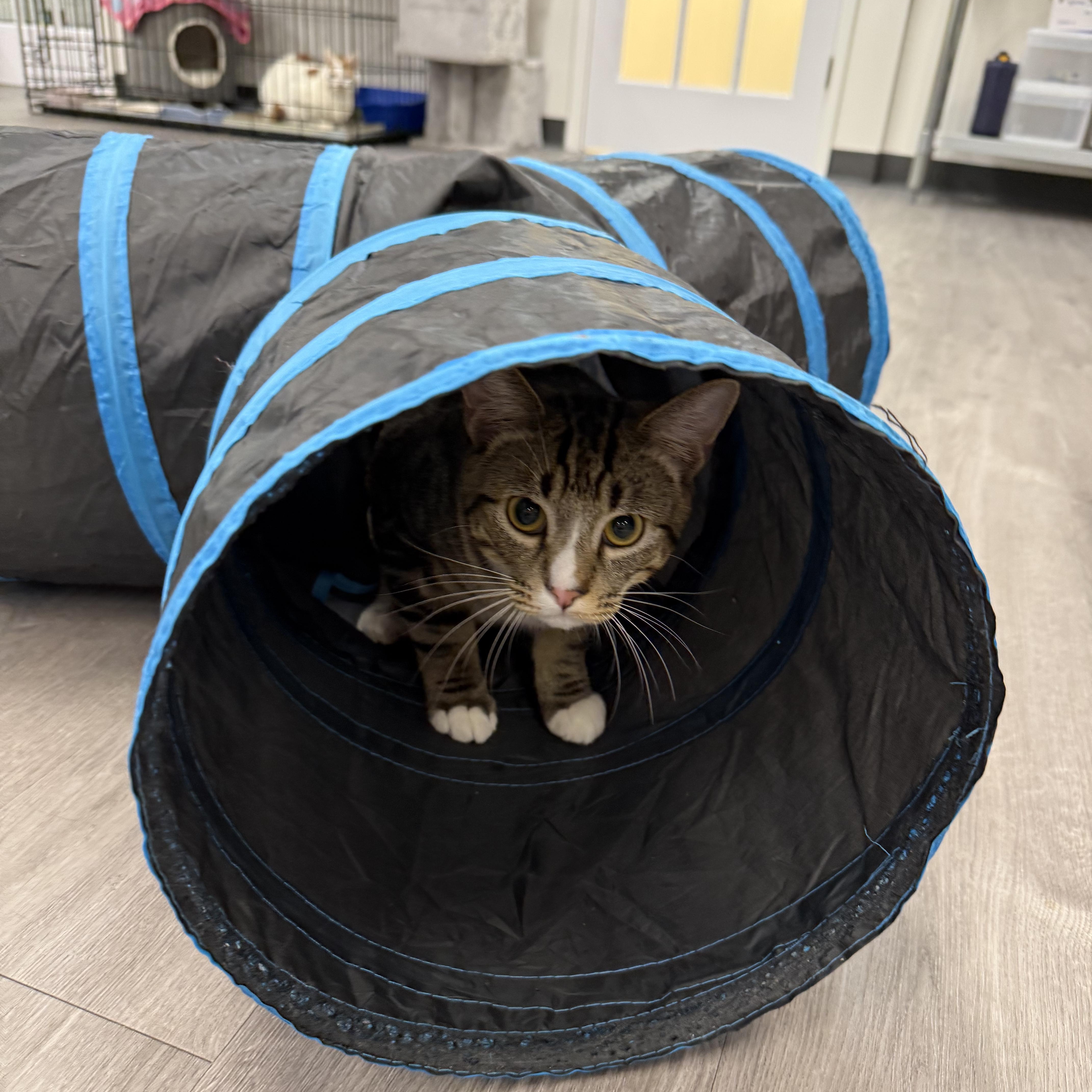 Enlarge Banana Peel, an adopted Domestic Short Hair in Walnut Creek, CA image 5/6