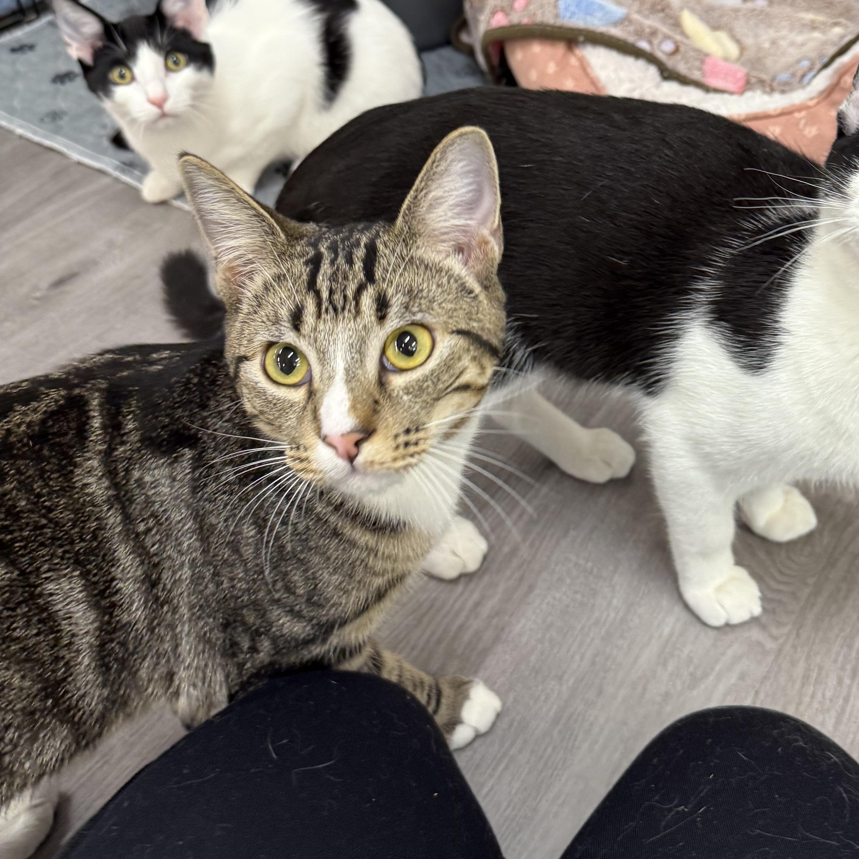 Enlarge Banana Peel, an adopted Domestic Short Hair in Walnut Creek, CA image 4/6