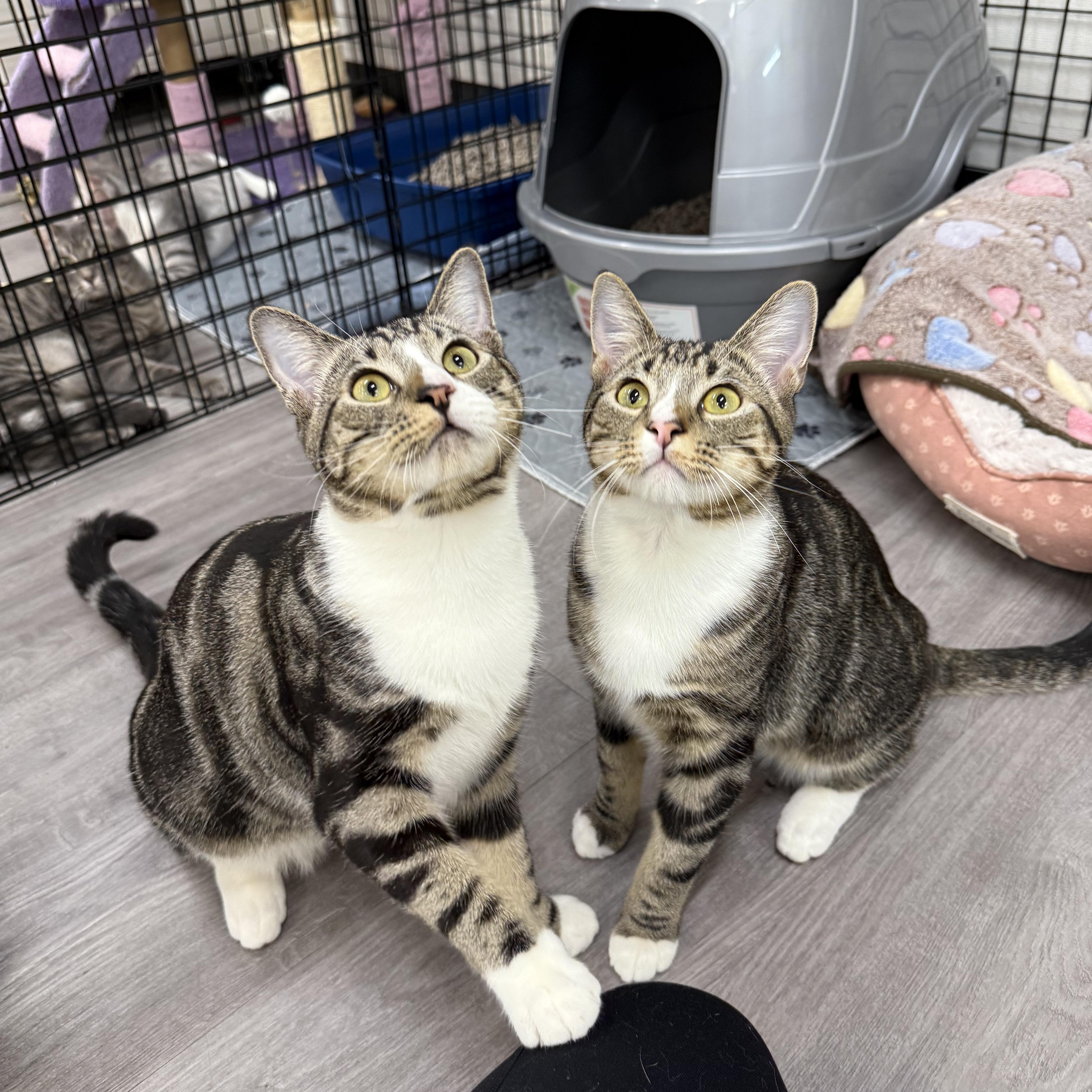 Enlarge Banana Peel, an adopted Domestic Short Hair in Walnut Creek, CA image 3/6