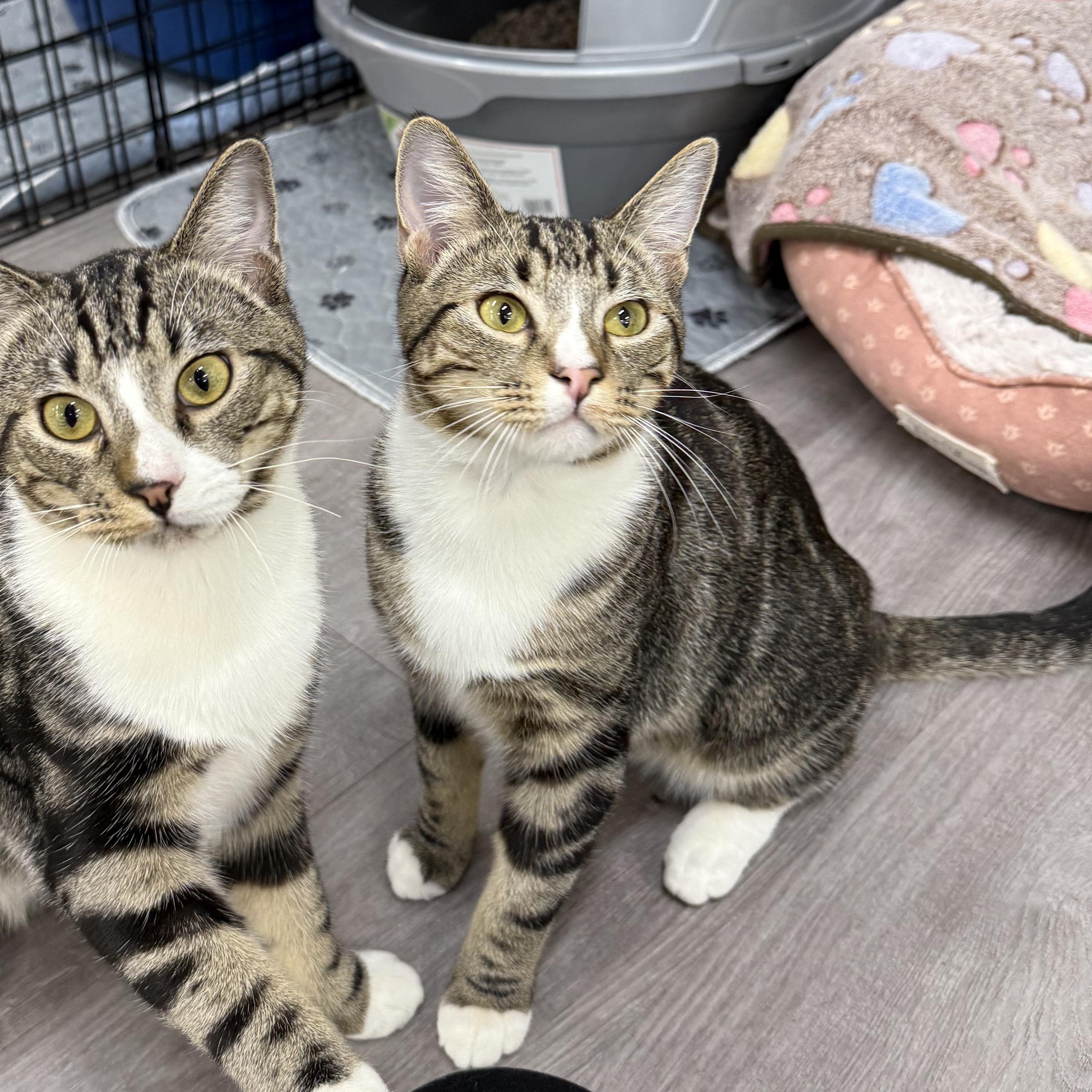 Enlarge Banana Peel, an adopted Domestic Short Hair in Walnut Creek, CA image 1/6