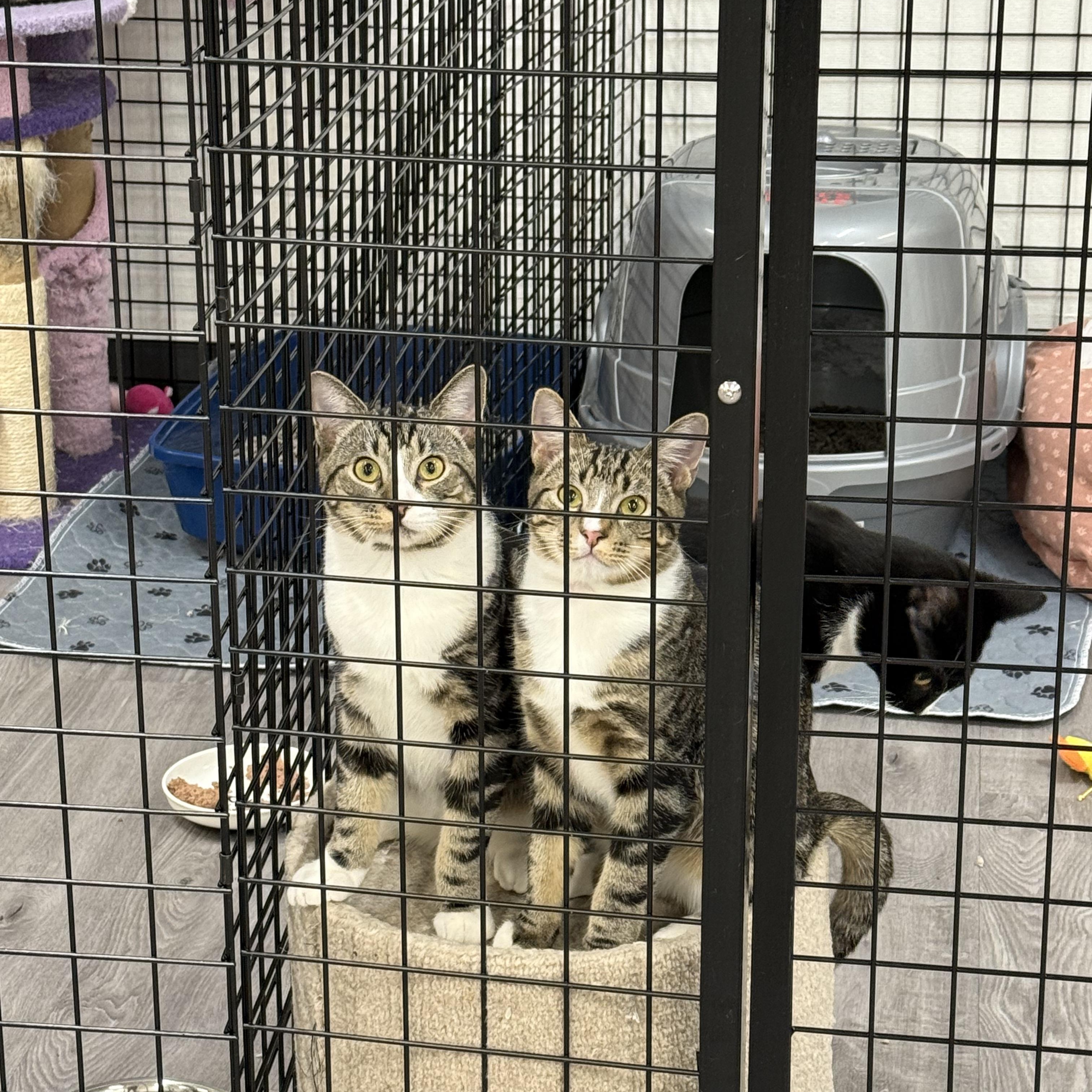 Enlarge Banana Peel, an adopted Domestic Short Hair in Walnut Creek, CA image 2/6