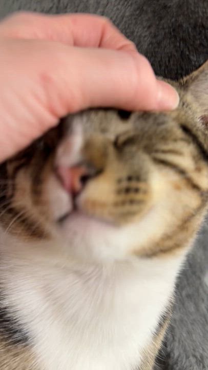 Enlarge Banana Peel, an adopted Domestic Short Hair in Walnut Creek, CA video 6/6